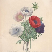 皮埃尔-约瑟夫·雷杜德的植物图谱