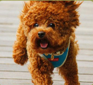 2018训狗教程训犬视频大全拉多专业训练狗狗定点排便乱叫一点通