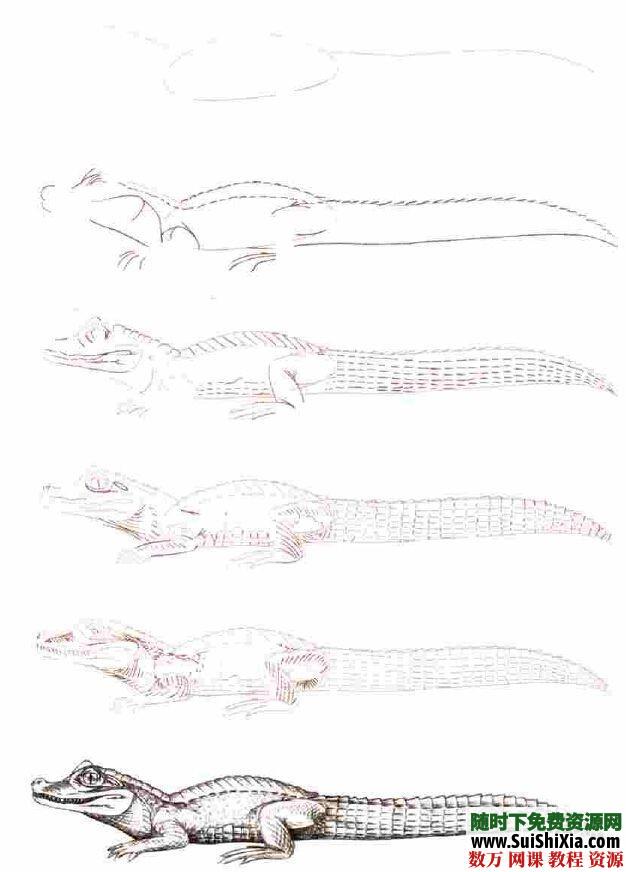 绘画教程50个海洋、建筑、各种动物、人物、机器人等等画法 第8张