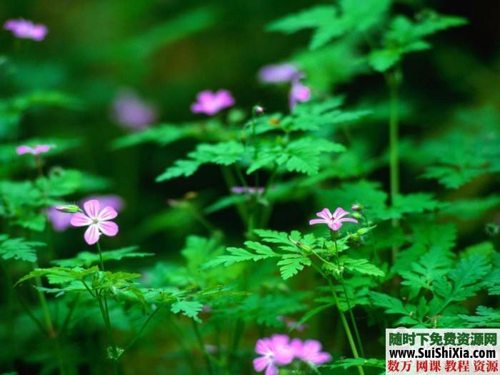 270张高清花草树木图片打包下载 第4张