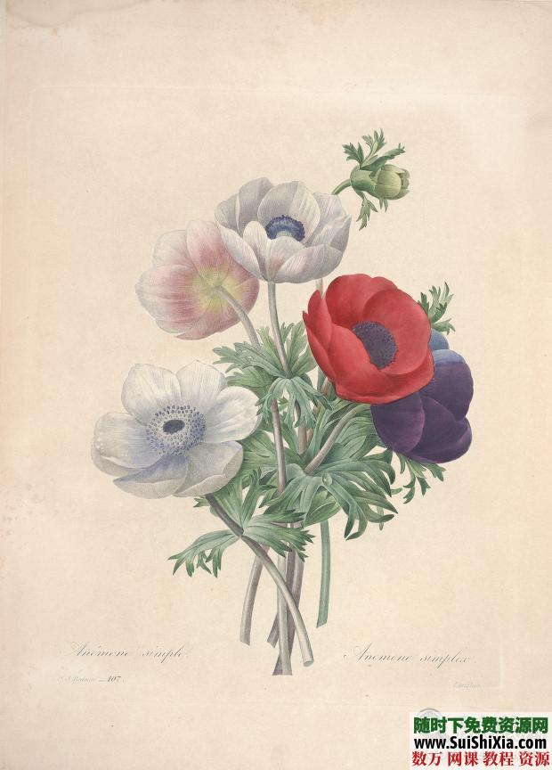 皮埃尔-约瑟夫·雷杜德的植物图谱 第1张