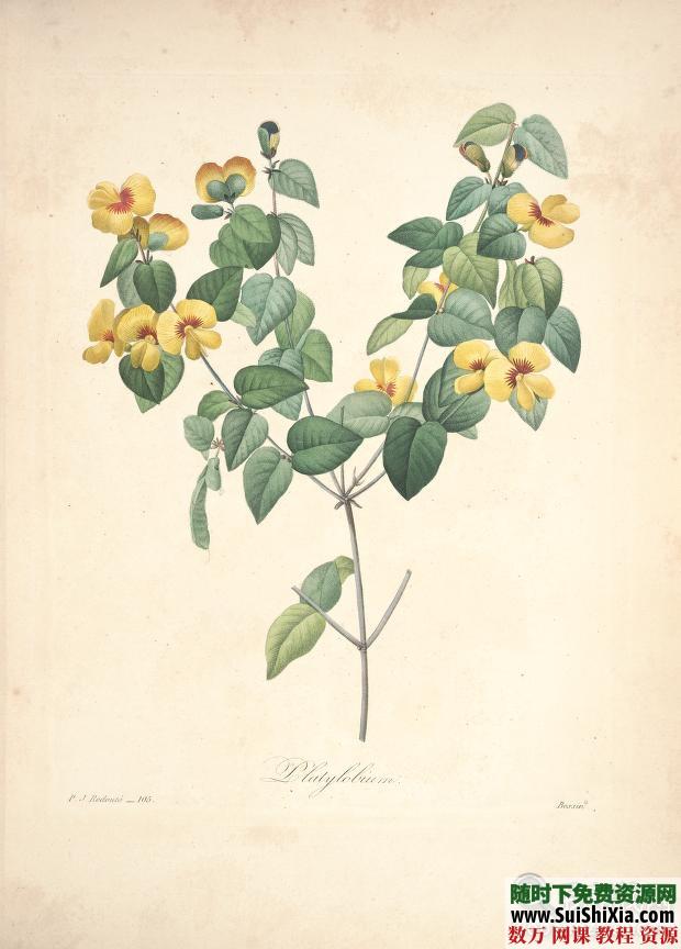 皮埃尔-约瑟夫·雷杜德的植物图谱 第3张