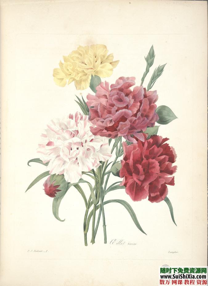皮埃尔-约瑟夫·雷杜德的植物图谱 第4张